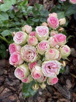 Фотография Мими эден роза в формате jpg для использования на сайте о цветах