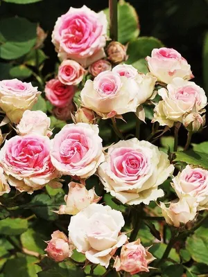 Изображение Мими эден роза в формате webp для использования в каталоге