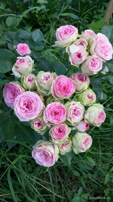 Изображение Мими эден роза в формате webp