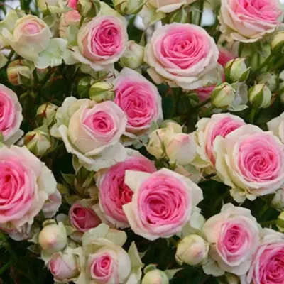 Картинка Мими эден роза в формате png