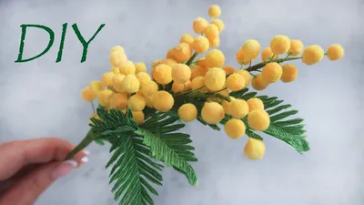 Картинки мимозы: пушистые цветки, напоминающие кисточки