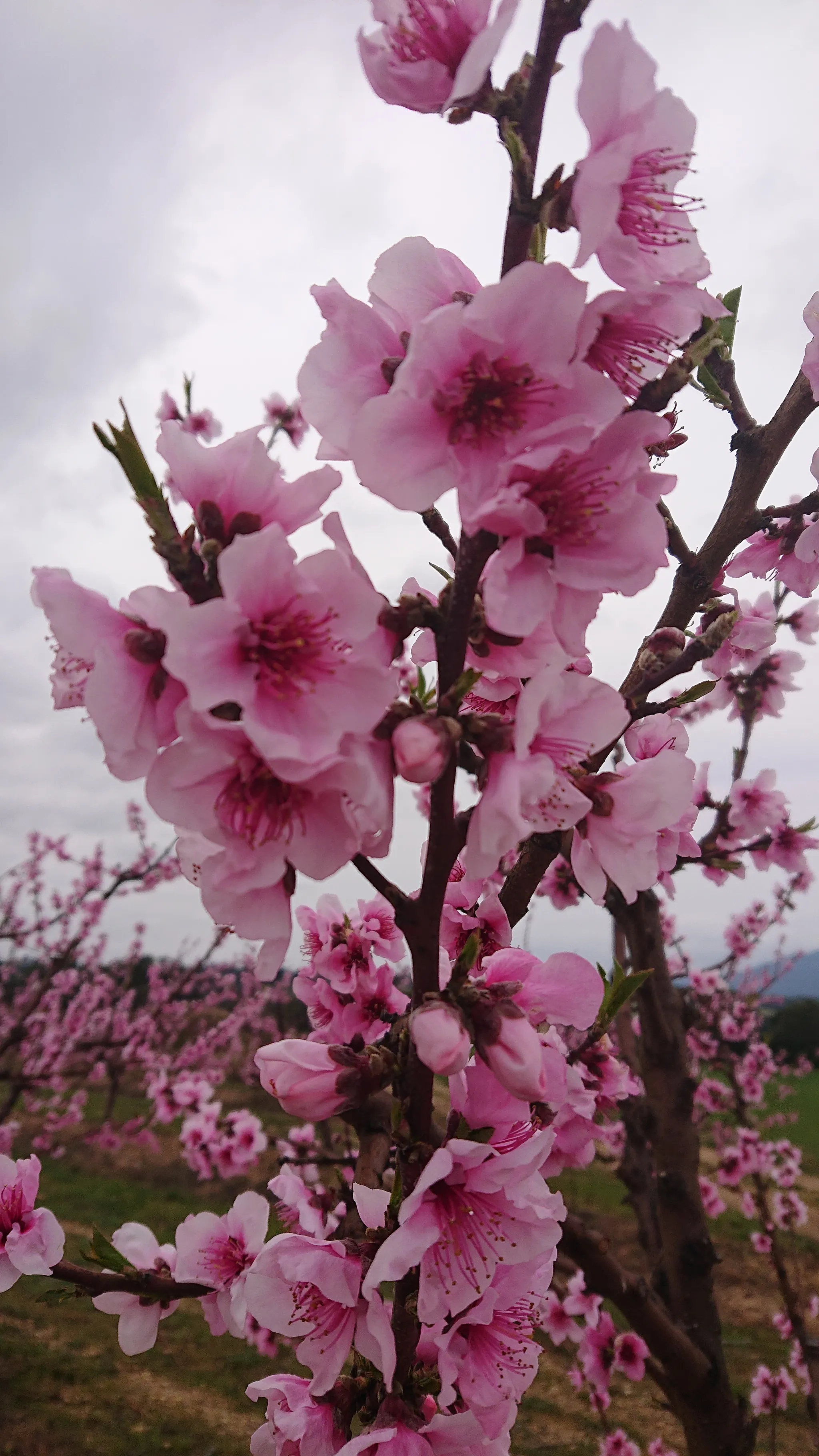 Has blossomed. Миндаль дерево. Миндаль дерево цветение. Цветущий миндаль дерево. Миндальный орех цветение.