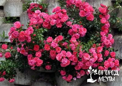 Миниатюрные розы в саду: фото скачать в jpg формате