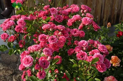 Розовые миниатюрные розы в саду: фотография для скачивания