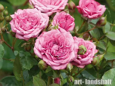 Удивительные миниатюрные розы в саду: фотка в png формате