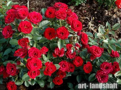 Фото миниатюрных роз в саду: выберите формат и размер изображения