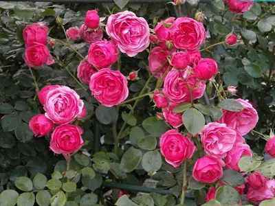 Впечатляющие миниатюрные розы в саду: фотография для скачивания