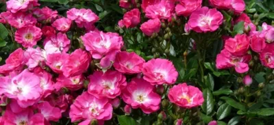Фото миниатюрных роз в саду: выберите размер и формат изображения