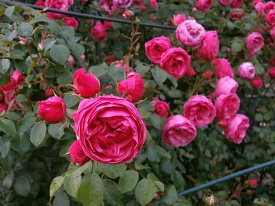 Очаровательные миниатюрные розы в саду: фото скачать в png формате