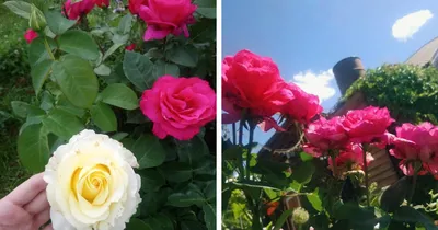 Миниатюрные розы на фотографии: скачать изображение в webp формате