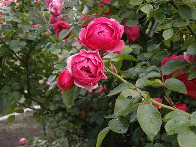Коллекция миниатюрных роз в саду: фотокартина для скачивания