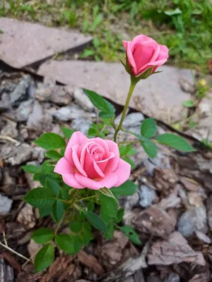 Миниатюрные розы в саду: фотография в высоком разрешении