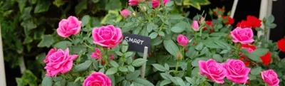 Фото миниатюрных роз в саду: скачать jpg изображение