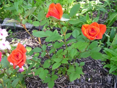 Красивые миниатюрные розы в саду: фотка в высоком разрешении