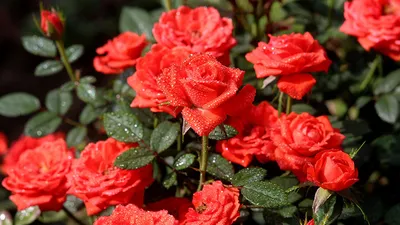Красивые миниатюрные розы в саду: фотка в png формате