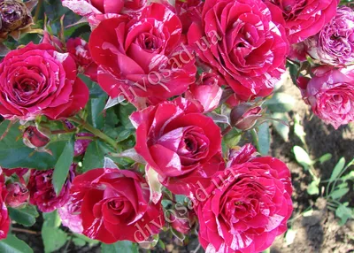 Миниатюрные розы в саду: фото скачать в webp формате