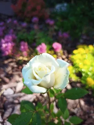 Фото миниатюрных роз в саду: выберите формат и размер изображения