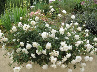 Восхитительные миниатюрные розы в саду: фотка в png формате