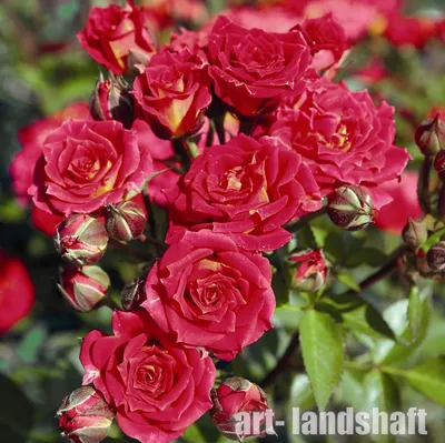 Роскошные миниатюрные розы в саду: фотография в высоком разрешении