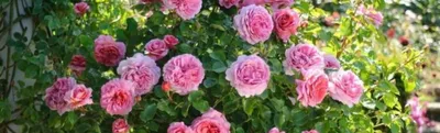 Миниатюрные розы в саду: фото скачать в png формате