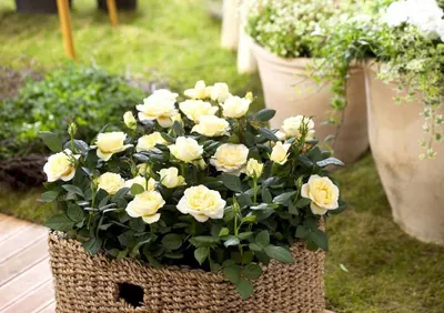 Фото миниатюрных роз в саду: скачать jpg изображение
