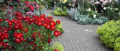 Прекрасные миниатюрные розы в саду: фотка в png формате