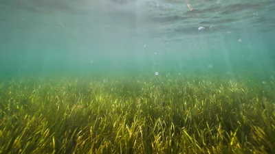 Океанский мир в объективе: 20 захватывающих снимков под водой