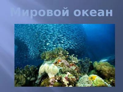 Фото с морскими видами: подводный мир в 4K разрешении.