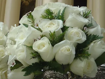 Более близко к природе: фотографии белых роз