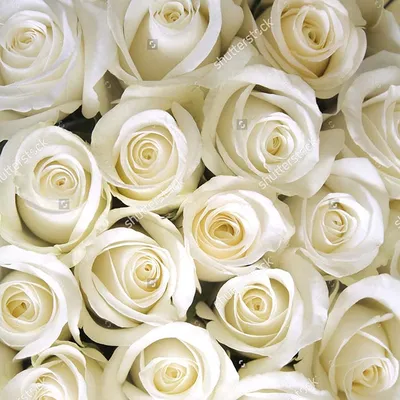 Белые розы в высококачественном формате jpg