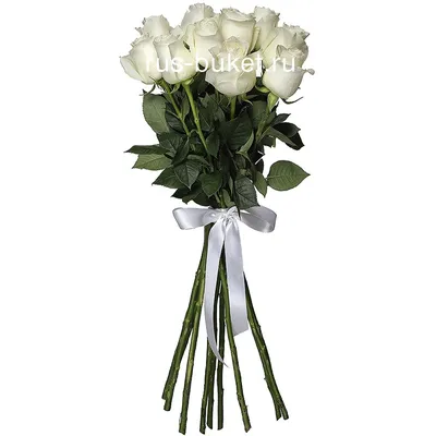 Превосходные фото белых роз в разных форматах