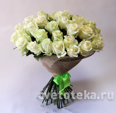 Фото белых роз: воплощение нежности и страсти