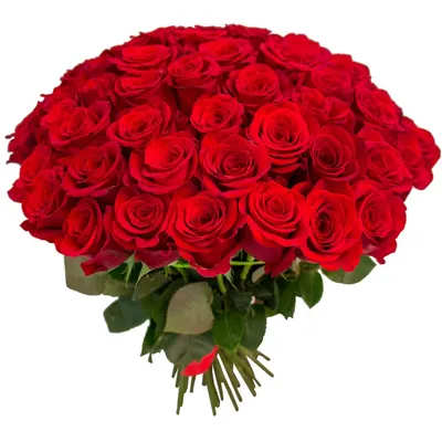 Романтическое изображение красной розы в png