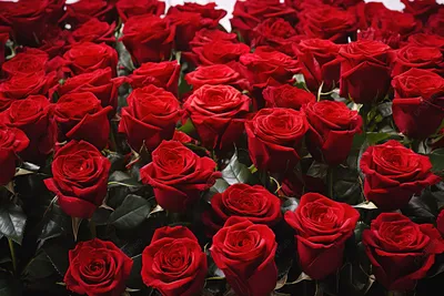Фотография роскошного букета красных роз