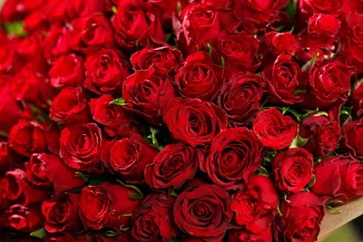 Картина с роскошными красными розами