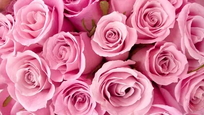 Много розовых роз фотографии