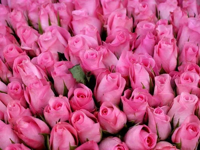 Бесконечная красота: коллекция фото роз в разных форматах.