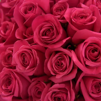 Волшебные розы: скачайте фото в желаемом размере и формате.