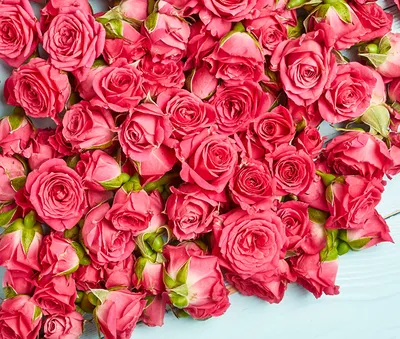 Розы, обрамленные роскошью: фотографии в разных размерах и форматах.