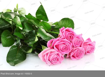 Великолепные розы: выбирайте формат для скачивания - jpg, png, webp.