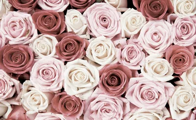 Изображения роз, которые оставят вас влюбленными: выберите формат и размер.