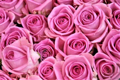 Пик красоты: фото роз для вашего выбора в различных форматах.
