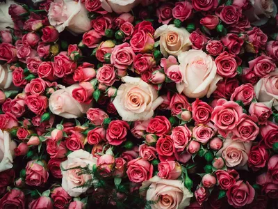 Представьте себе красоту: Много розовых роз - выберите свой формат!