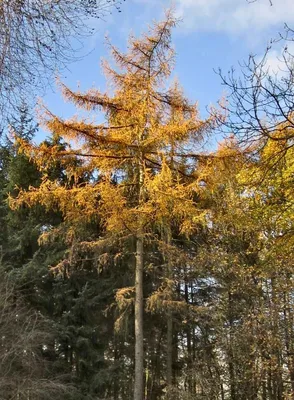 Модрина дерево: загляните в мир природы через объектив