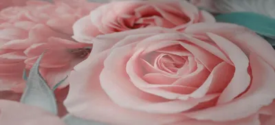 Изображения розы в модульном исполнении – доступны разные размеры и форматы