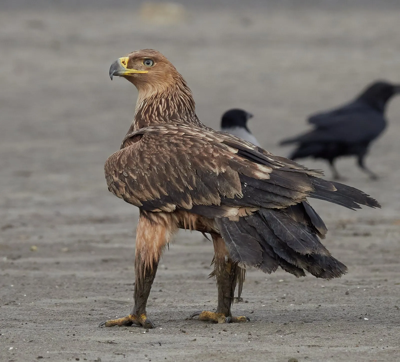 Животное могильник. Могильник (Aquila heliaca). Императорский Орел могильник. Орел-могильник (Aquila heliaca. Могильник птица Орлы.