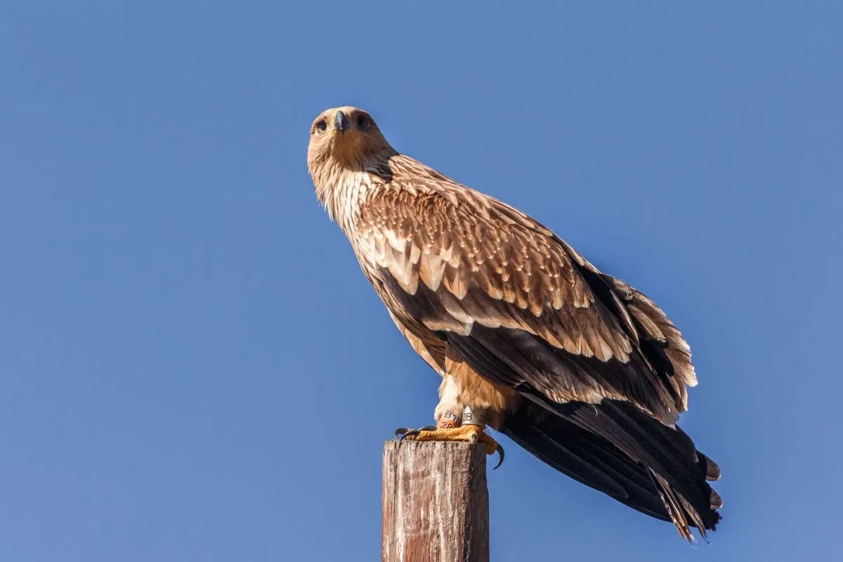 Описание могильника. Могильник (Aquila heliaca). Орел-могильник (Aquila heliaca. Императорский Орел могильник. Могильник - Aquila heliaca Savigny, 1809.