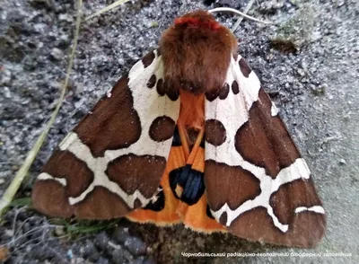 Мохнатая бабочка  фото