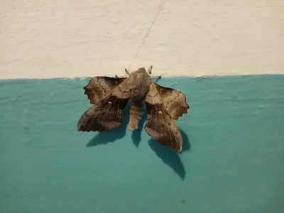 Интересная картинка мохнатой бабочки
