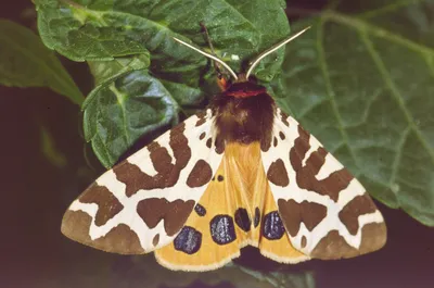 Фото мохнатой бабочки в формате PNG